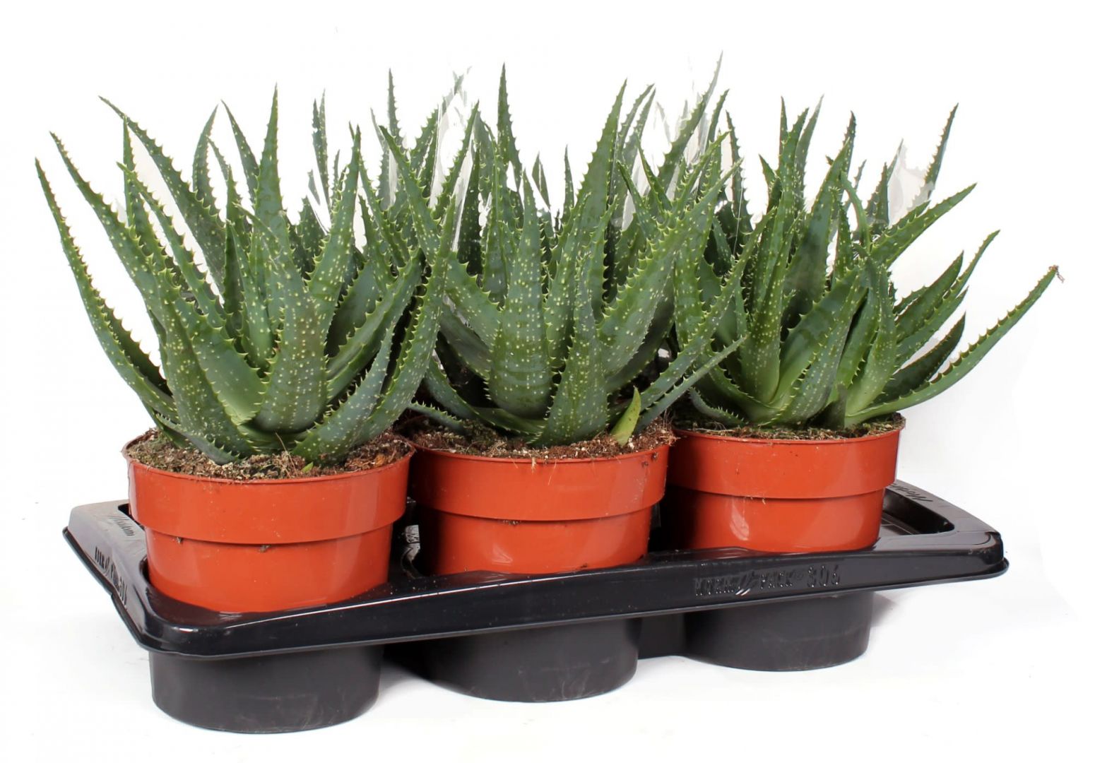 Levende Planten Grond Succulent And Cactus Aloe Arborescens Koberg Bv 5250