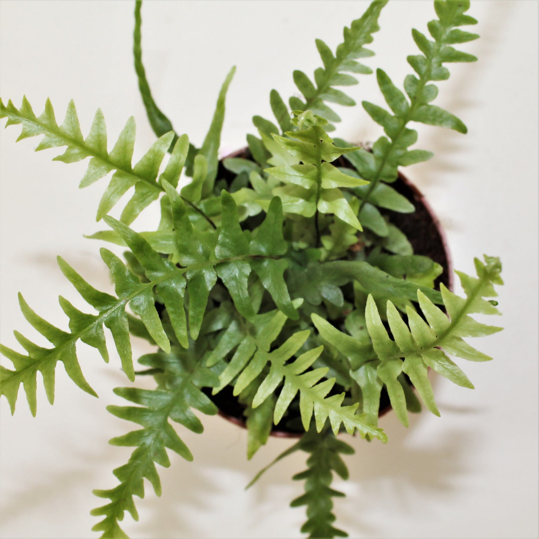 Living Plants / Exterior / Ferns / Asplenium EbenoÏdes Dragon's Tail ...