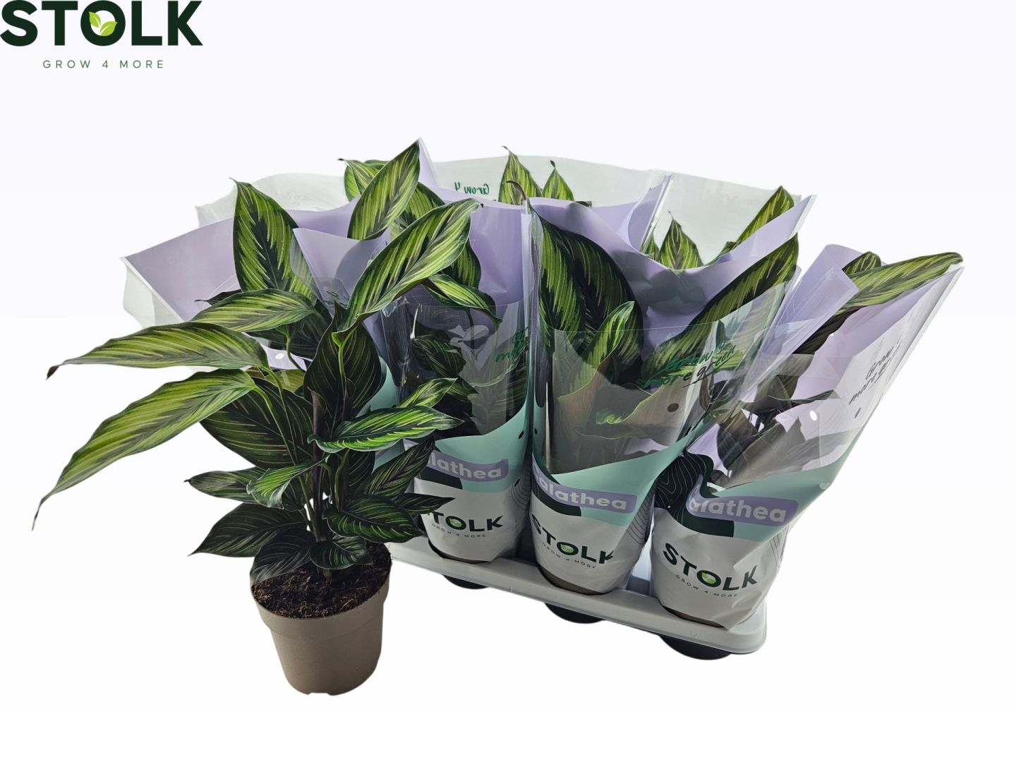 Living Plants / Soil / Calathea / Calathea 14cm 'Beautystar (princeps)' |  Koberg B.V.