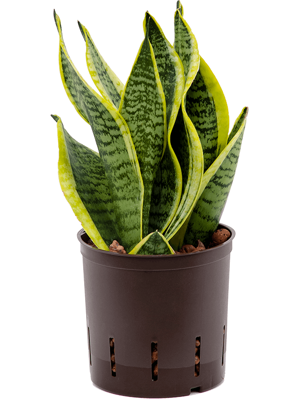 Living Plants / Hydro / Sansevieria / Sansevieria trifasciata 'Futura ...