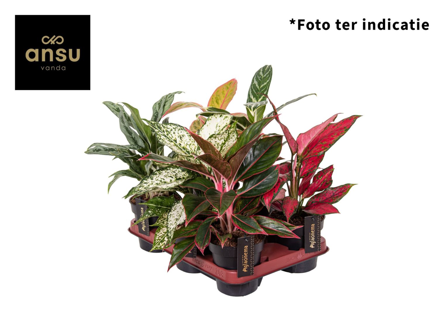 Living Plants / Soil / Aglaonema / Aglaonema Mix Koberg B.V.