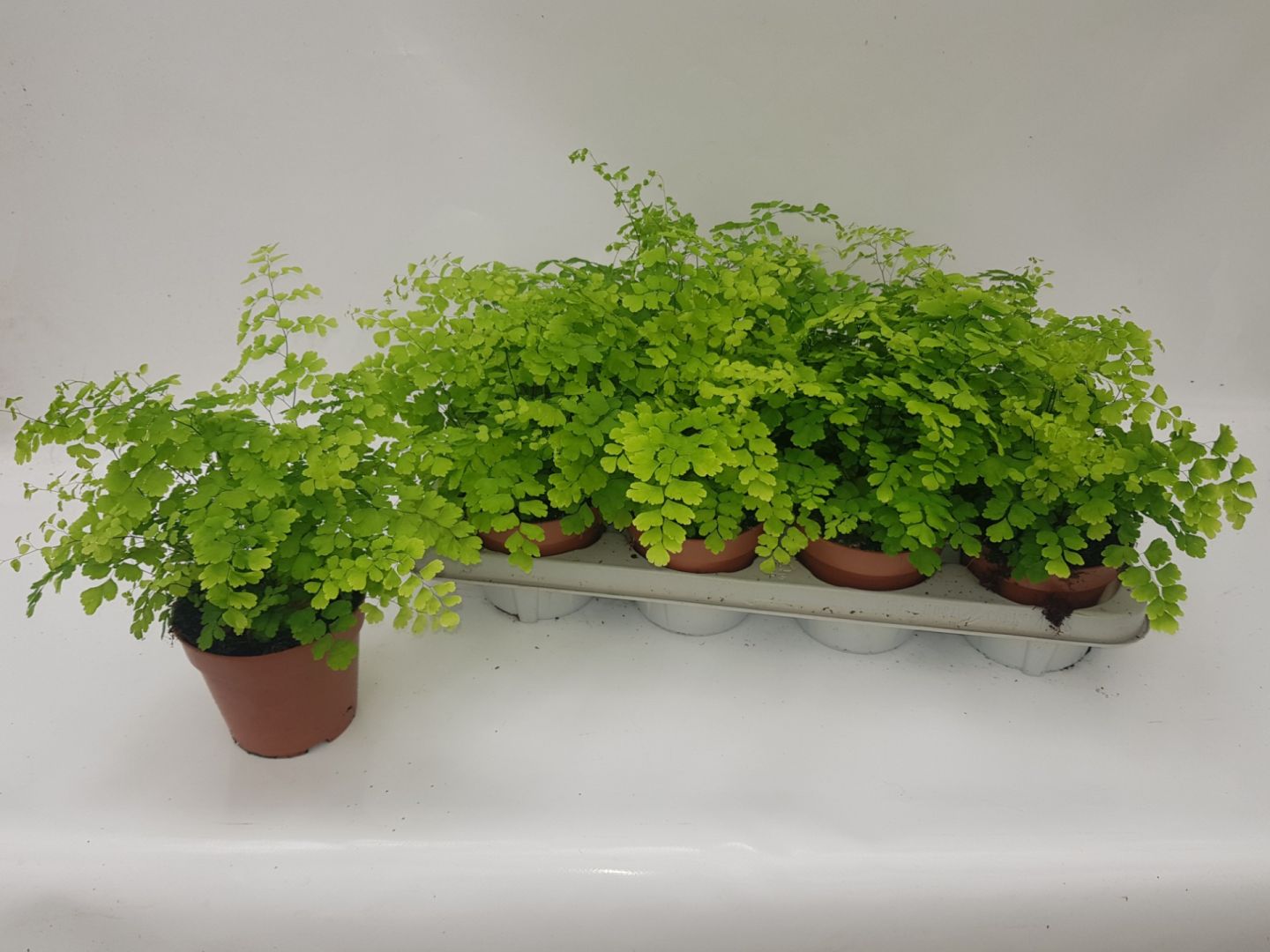 Living Plants / Soil / Ferns / Adiantum Raddianum Fragrans | Koberg B.V.