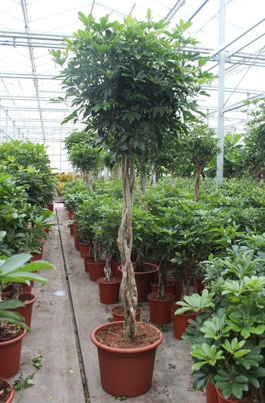 Living Plants   Soil   Schefflera   Schefflera Compacta 