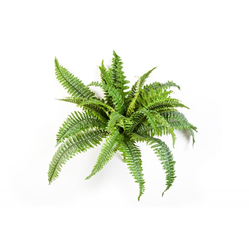 Artificial Plants / Ferns / Boston fern x 26 | Koberg B.V.