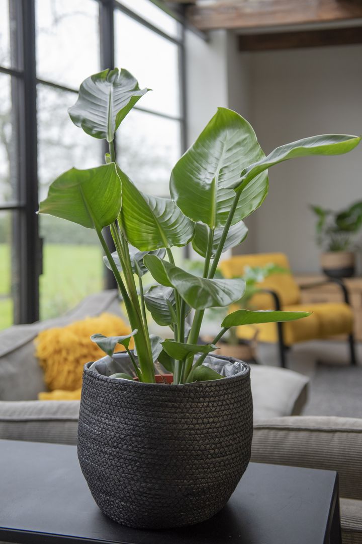 Living Plants / Soil / Strelitzia / Strelitzia Nicolai 19 3 STEKKEN! Koberg B.V.