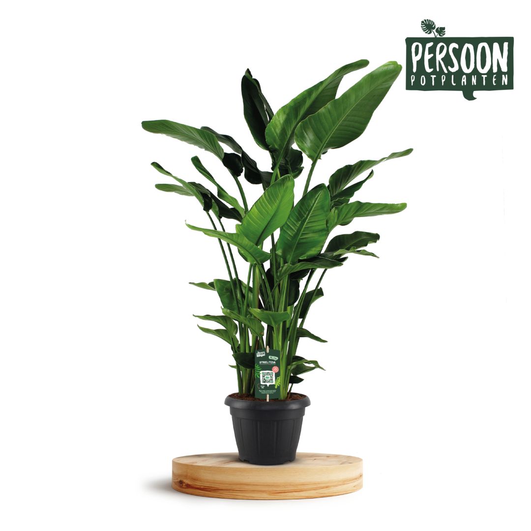 Living Plants / Soil / Strelitzia / Strelitzia Nicolai 35 9 STEKKEN!! Koberg B.V.