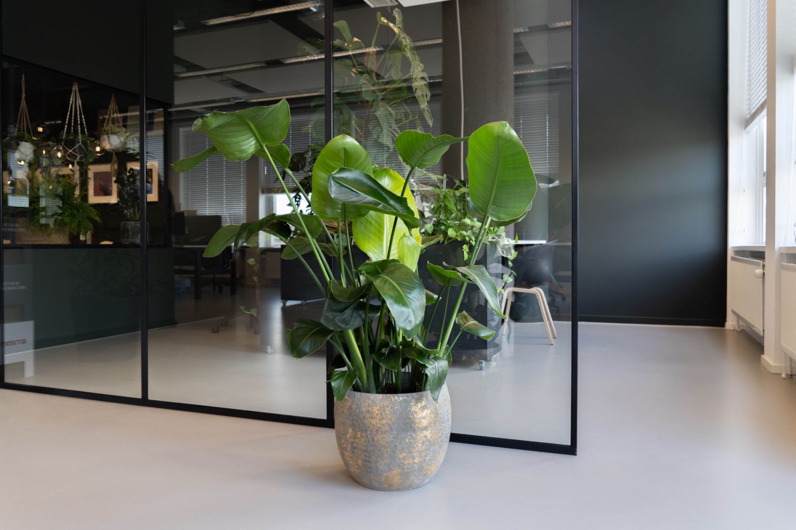 Living Plants / Soil / Strelitzia / Strelitzia Nicolai 35 9 STEKKEN!! Koberg B.V.