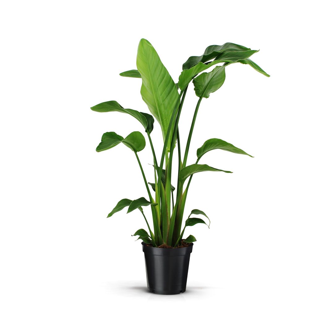 Living Plants / Soil / Strelitzia / Strelitzia Nicolai 19 3 STEKKEN! Koberg B.V.