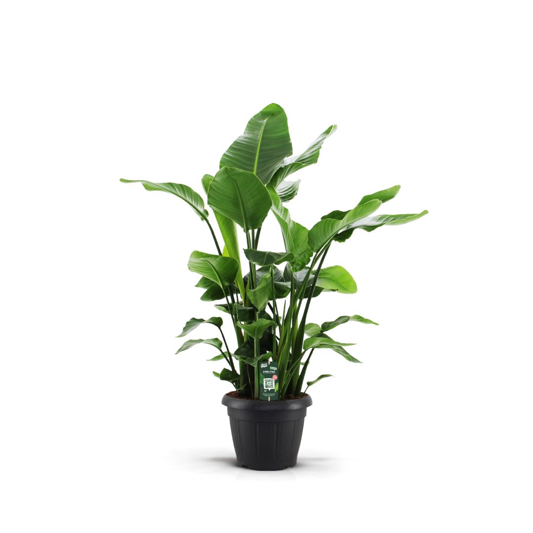 Living Plants / Soil / Strelitzia / Strelitzia Nicolai 35 9 STEKKEN!! Koberg B.V.