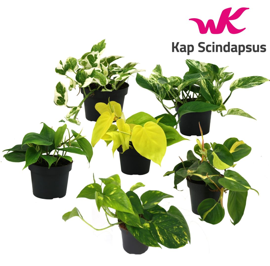Living Plants / Soil / Philodendron / Mix Scindapsus (Epipremnum) /  Philodendron gemengd | Koberg B.V.