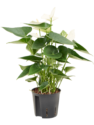 indoor rubber tree plant Rubber Tree